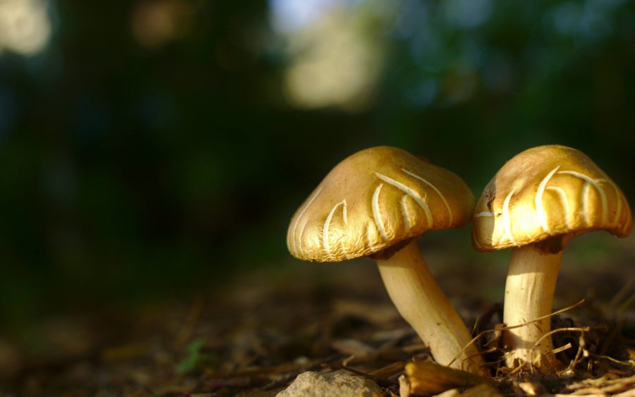 Two tittle mushrooms Mushrooms in the wild